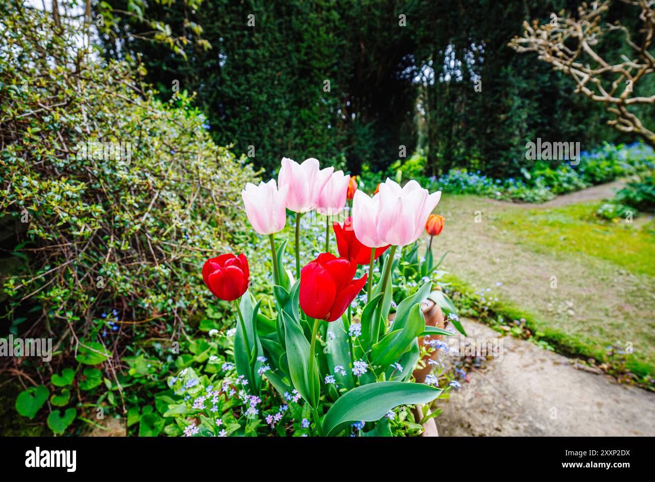 Hübsche rosa und rote Tulpen blühen im Frühjahr in einem Blumentopf mit Vergissmeinnots im Vann Garden nahe Hambledon, Surrey Stockfoto