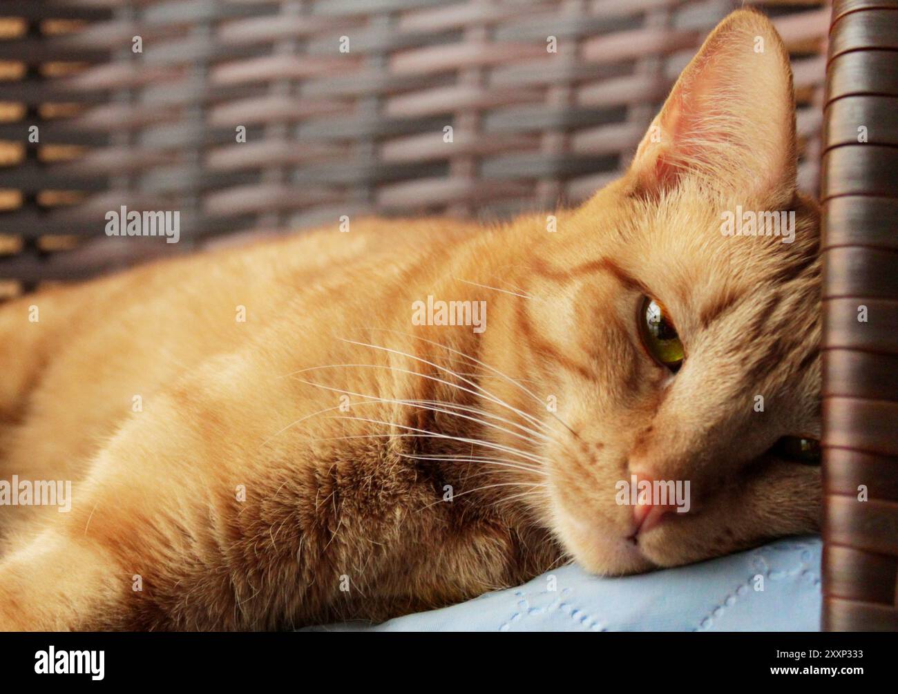 Ingwerkatze liegend und schauend verärgert aus, langweiliger Tag am Leben einer Katze. Stockfoto