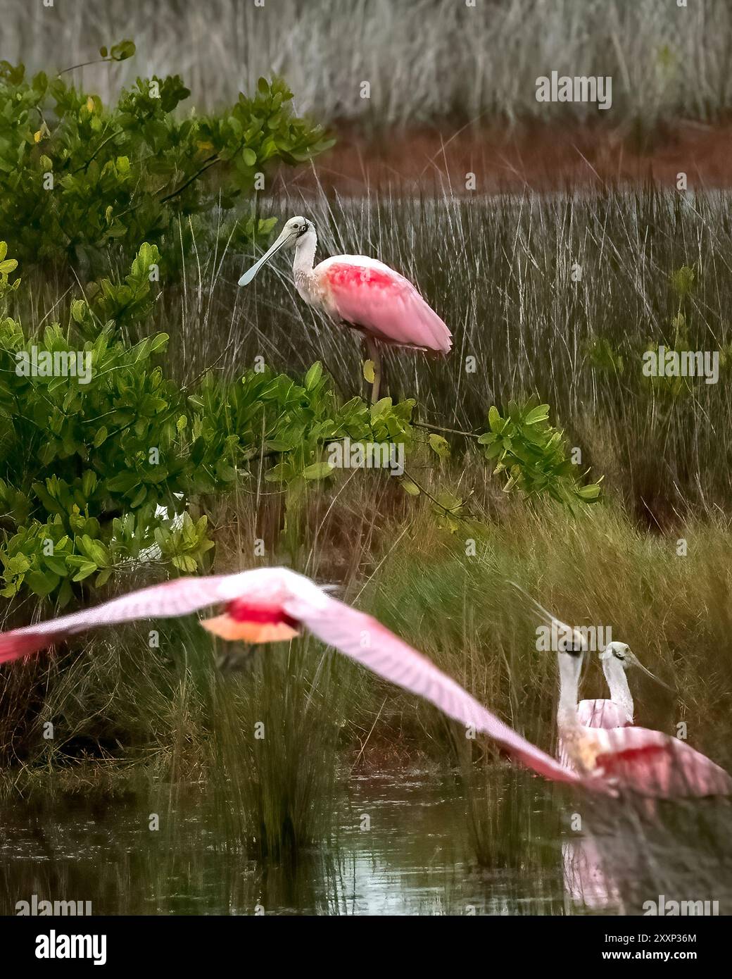 Rosenlöffel Habitat Stockfoto