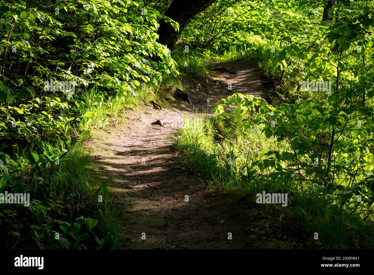 Ein malerischer Waldweg umgeben von Grün Stockfoto