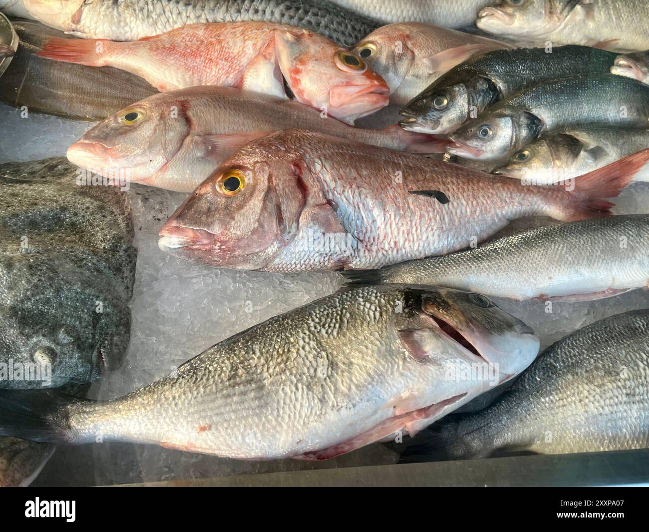 Gewöhnliche pandora-Fische auf der Schau Stockfoto