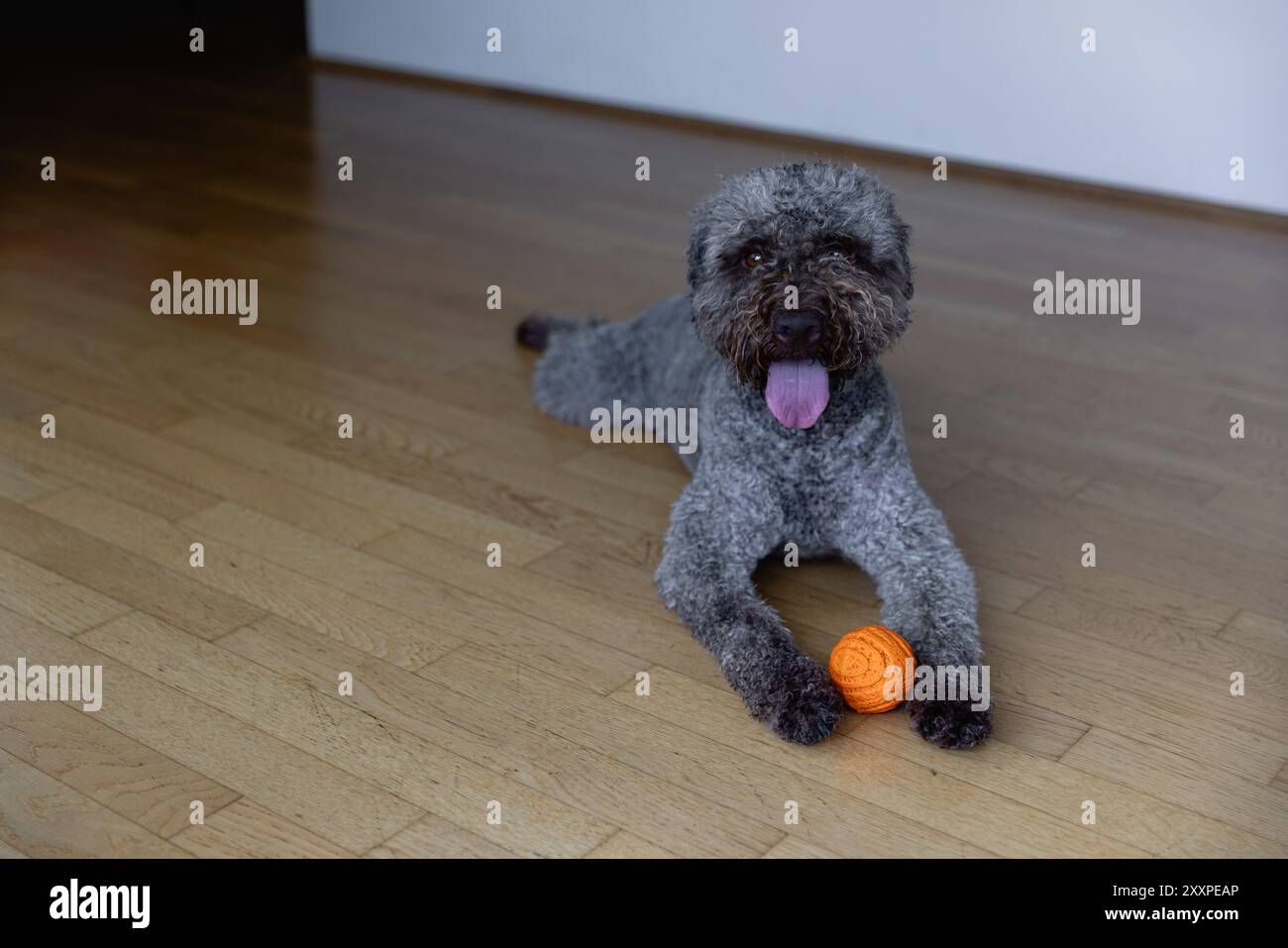 Porträt eines Lagotto Romagnolo Hundes Stockfoto
