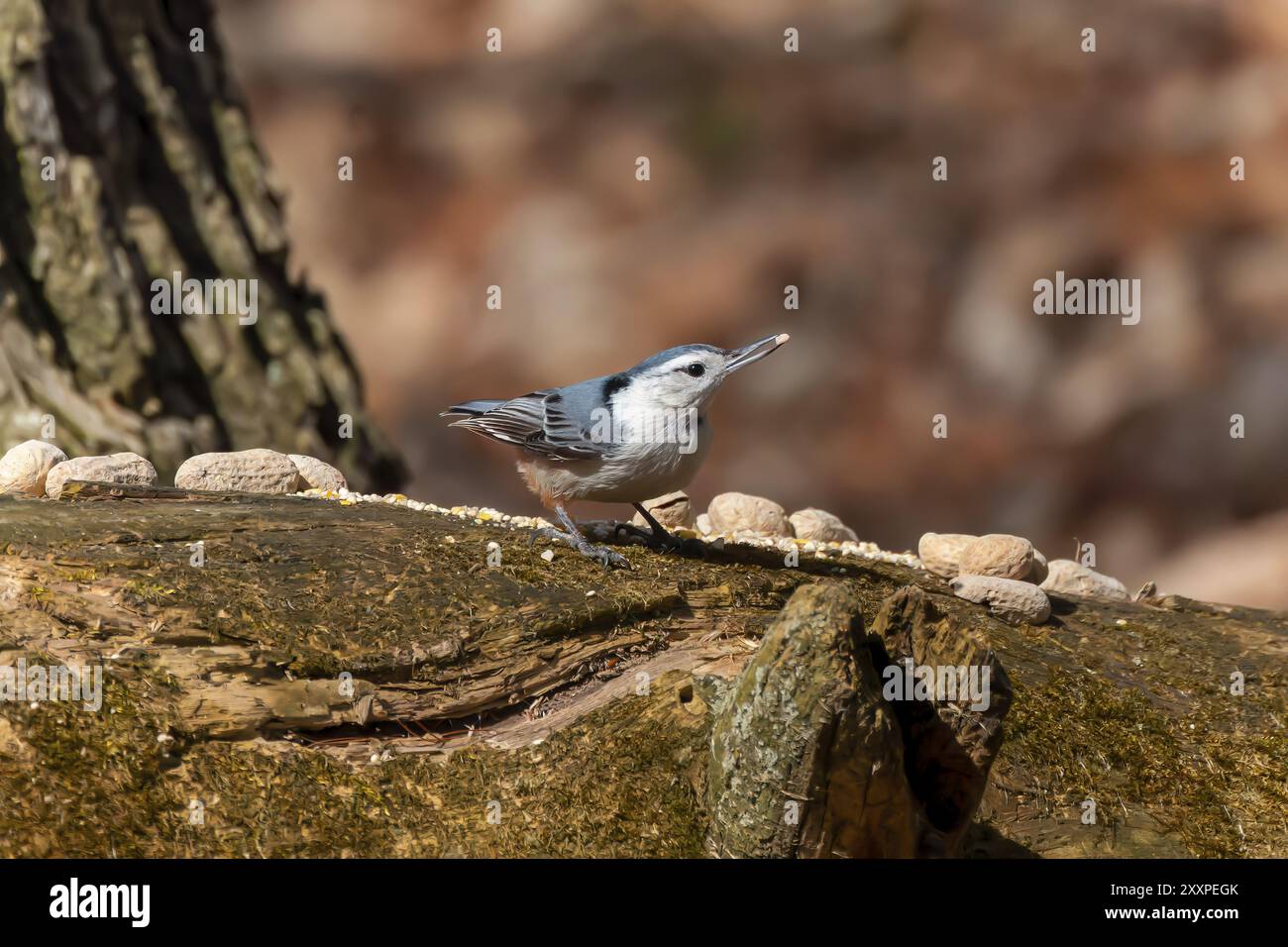 Der Weißbrustnuthatch (Sitta carolinensis) während der Frühjahrswerbung Stockfoto