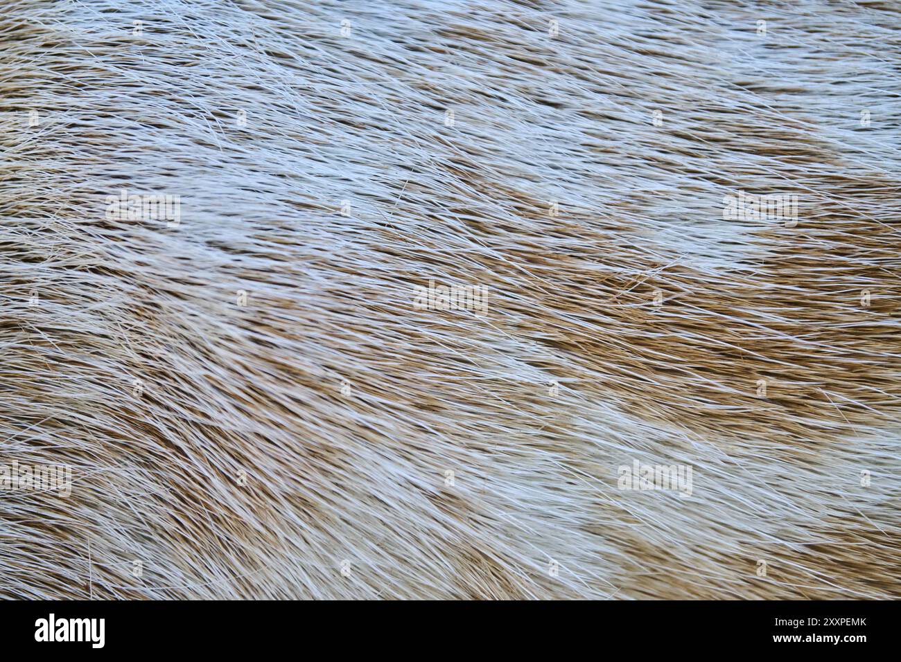 Fell des Europäischen Damhirsches (Dama dama), Detail, in einem Wald, Bayern, Deutschland, Europa Stockfoto