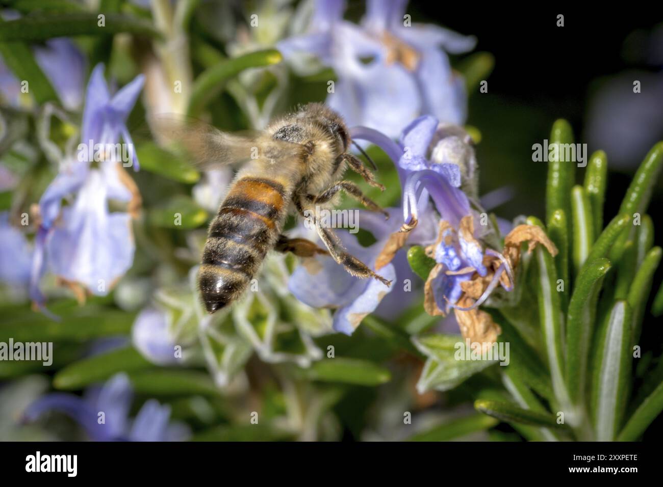 Honigbiene, die im Frühjahr auf eine Rosmarinblume zufliegt, vor einem verschwommenen Hintergrund Stockfoto