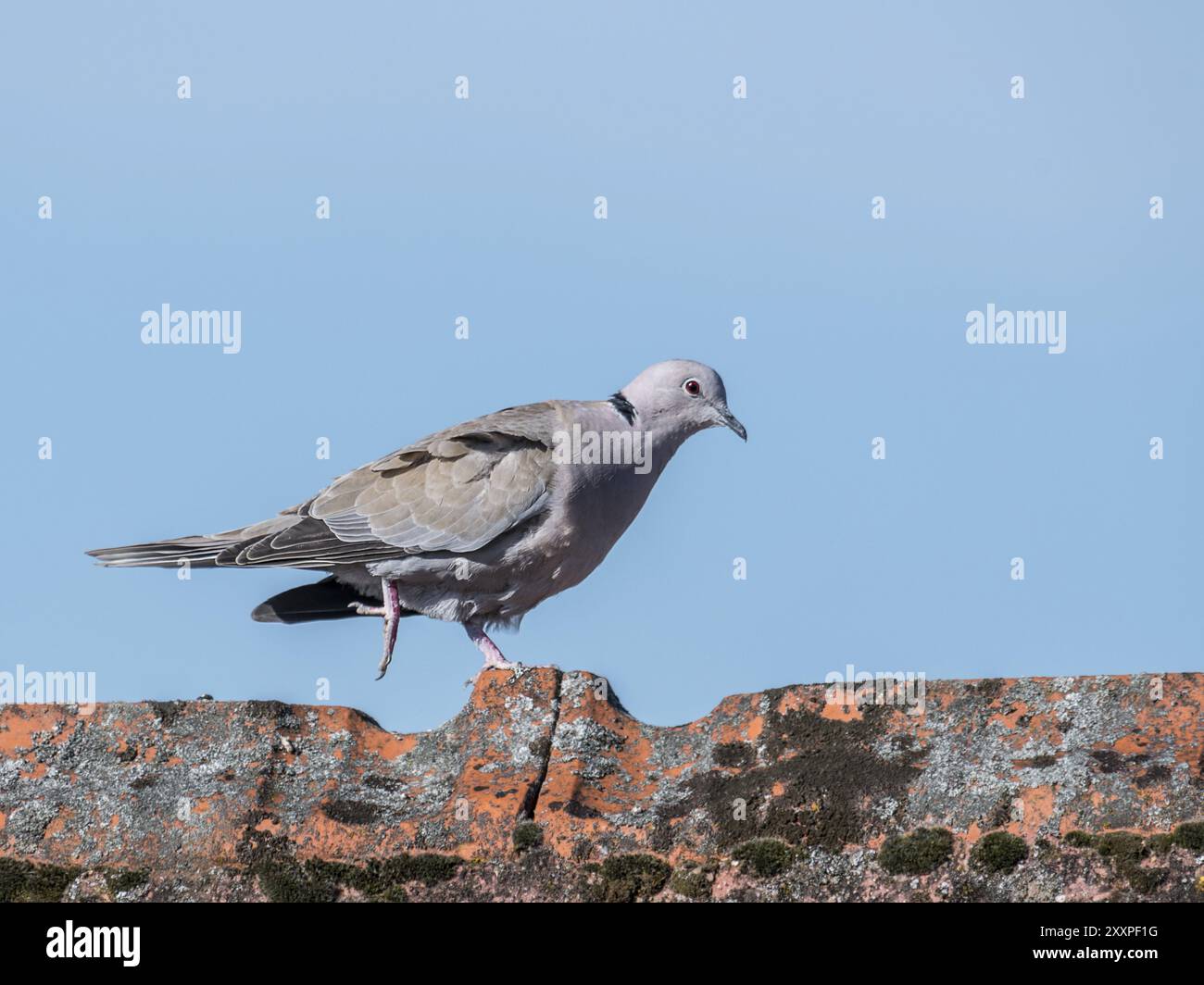Holztaube geht über einen Dachrücken vor einem blauen Himmel Stockfoto Holztaube geht über einen Dachrücken vor einem blauen Himmel Stockfoto
