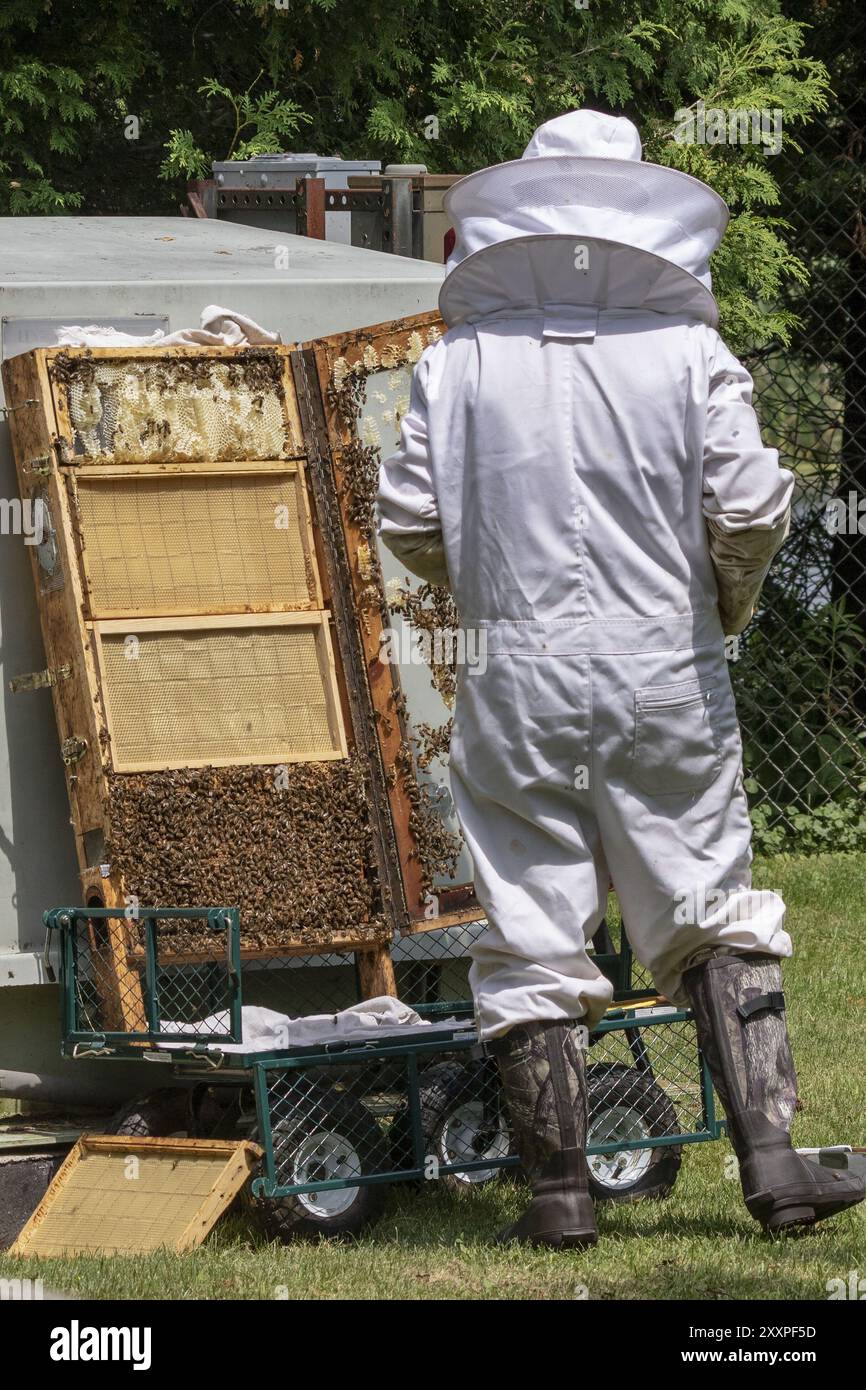 Der Imker kontrolliert Waben, arbeitet mit Bienen und sammelt Honig im Garten Stockfoto