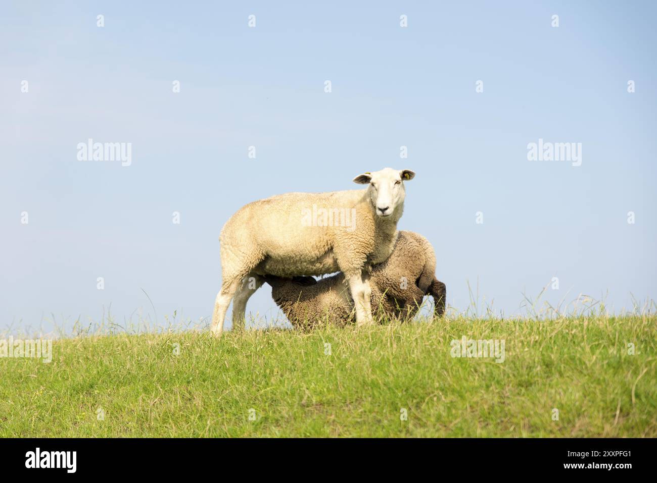 Jungschafe auf einem Deichkamm mit grünem Gras vor blauem Himmel säugen Stockfoto