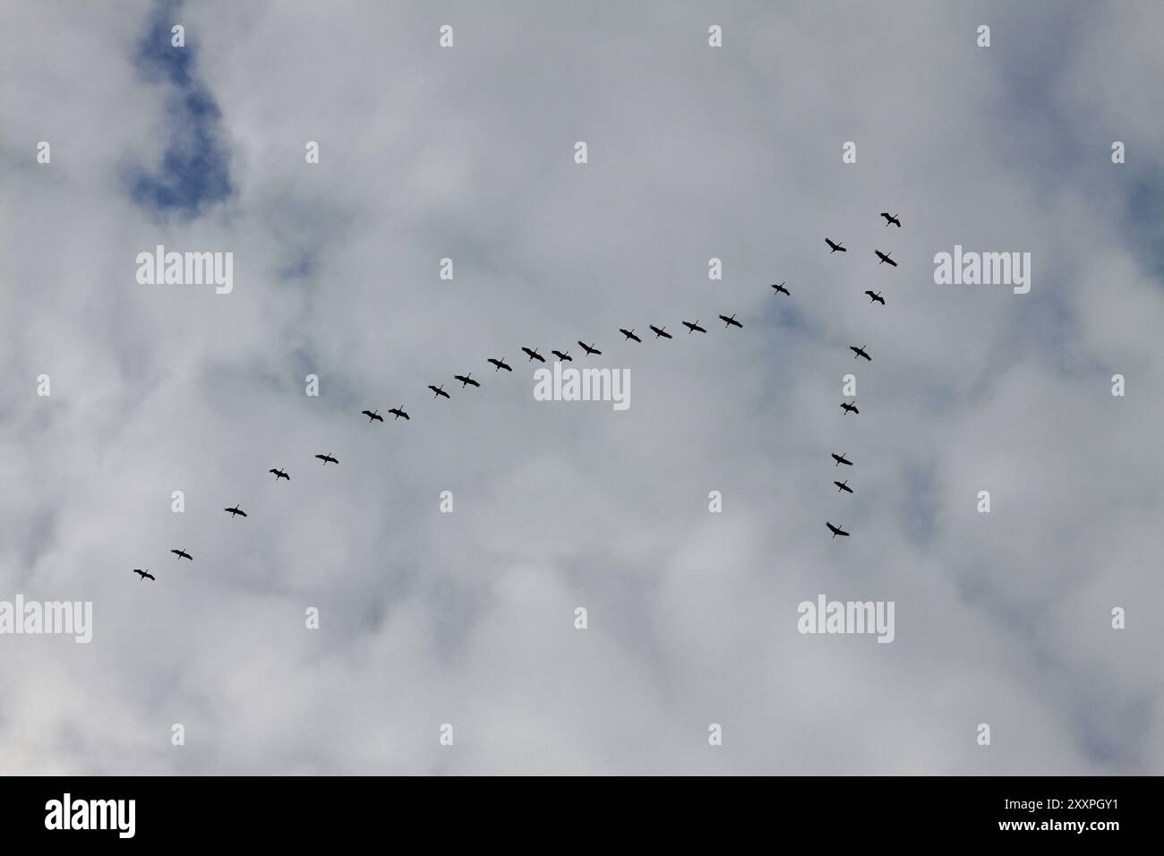 Zugvögel am Himmel Stockfoto