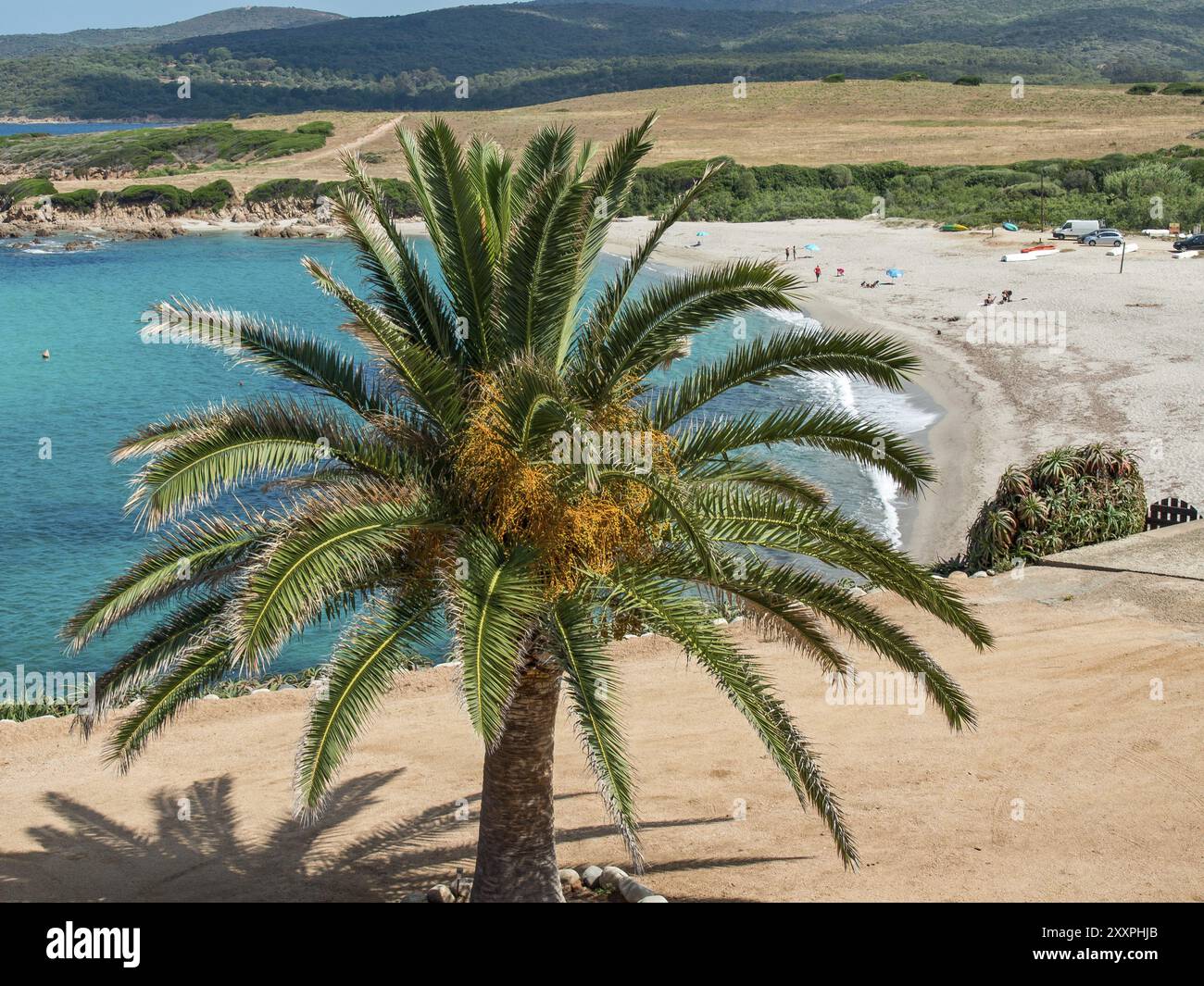 Palme am Strand mit türkisfarbenem Meer und sanften Hügeln im Hintergrund unter klarem Himmel, Korsika, Mittelmeer, Frankreich, Europa Stockfoto