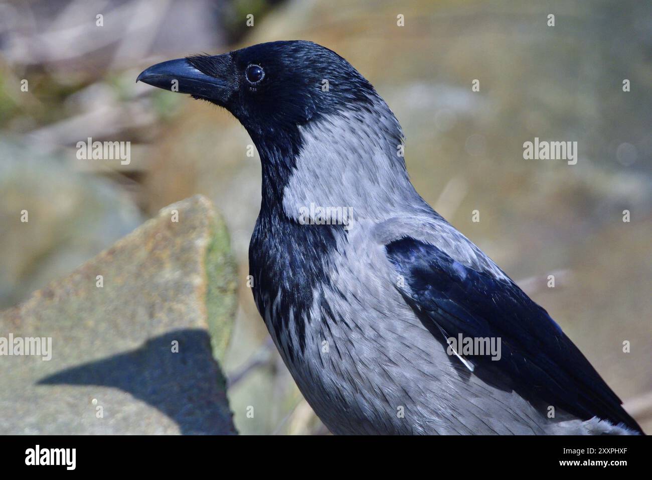 Aaskrähe beim Stecken. Aas-Krähe sucht nach Nahrung Stockfoto