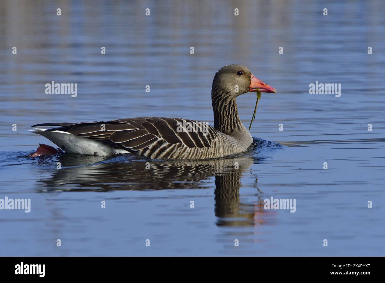 Graugans schwimmen über einem See Wild, Gänse. Graugans in der Oberlausitz Stockfoto