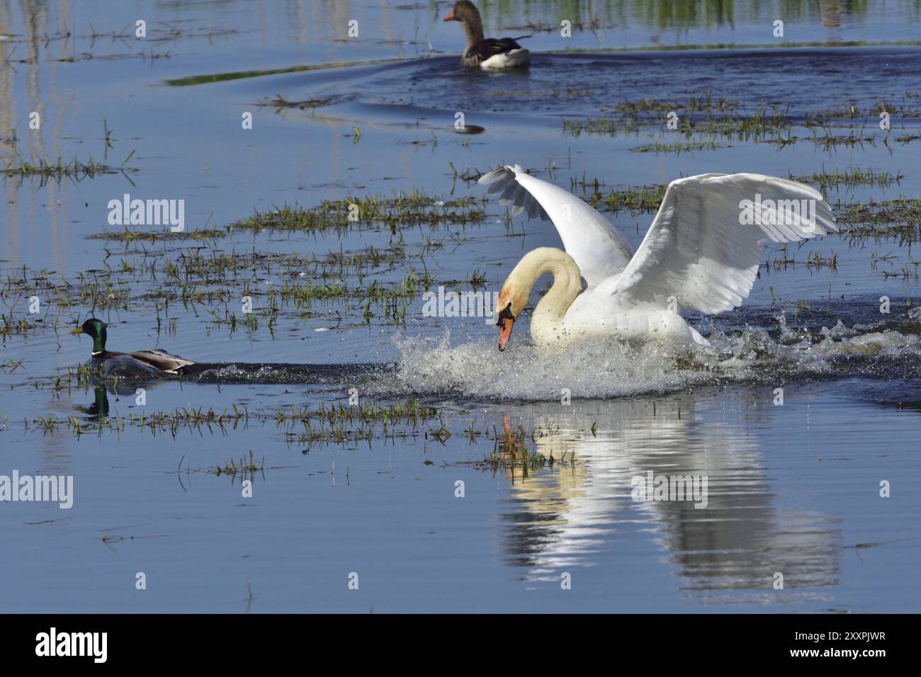 Stummer Schwan und Graugans während der Paarungszeit Stockfoto