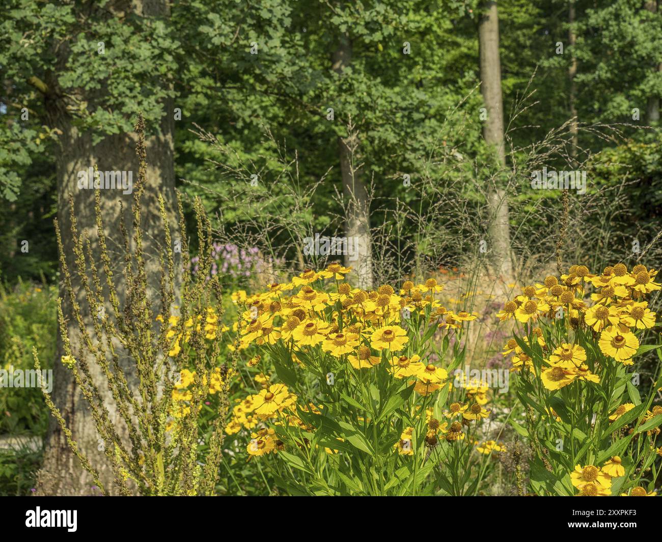 Blühende Wildblumen im Wald mit Bäumen im Hintergrund, sonnig, natürliche Idylle, Schloss Neuhaus, Deutschland, Europa Stockfoto