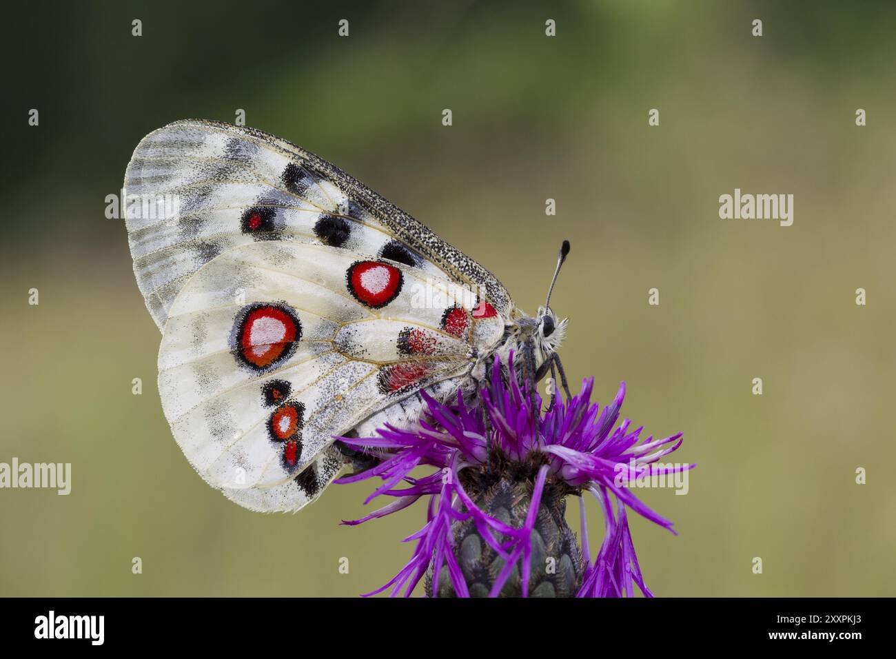 Apollo-Schmetterling, Parnassius apollo, Berg Apollo Stockfoto