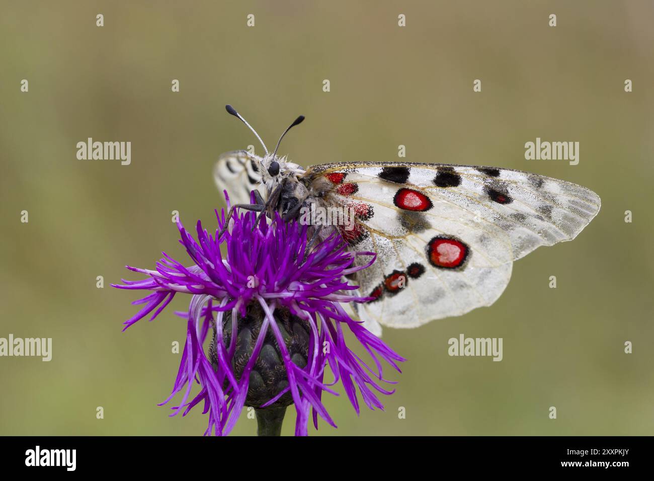 Apollo-Schmetterling, Parnassius apollo, Berg Apollo Stockfoto