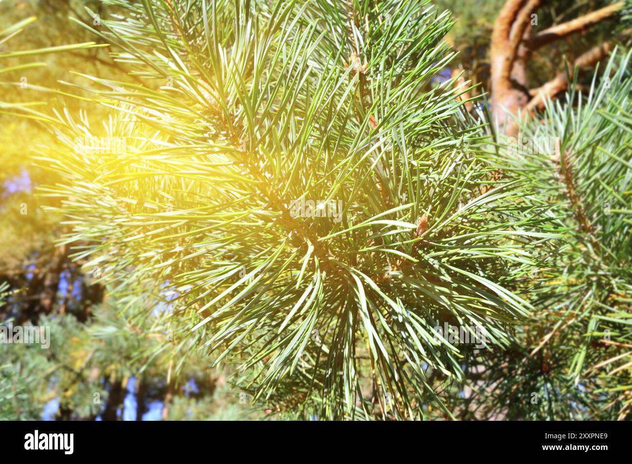 Pinus mugo. Nadeln und Knospen in der Sonne closeup Stockfoto