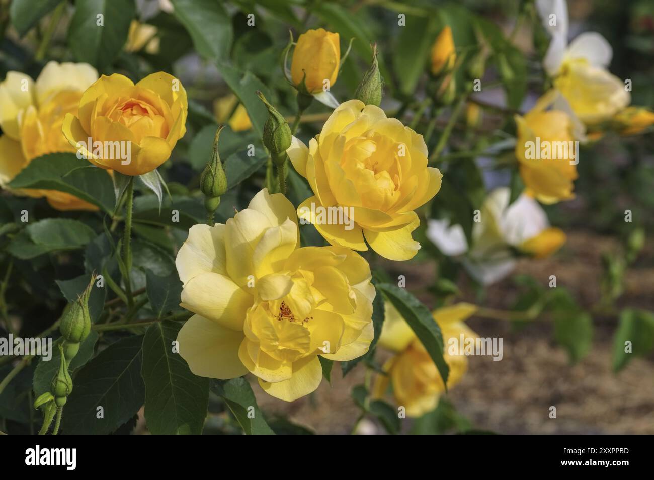 Englische Rose der Buttercup-Sorte, gelbe englische Rose, genannt Buttercup Stockfoto