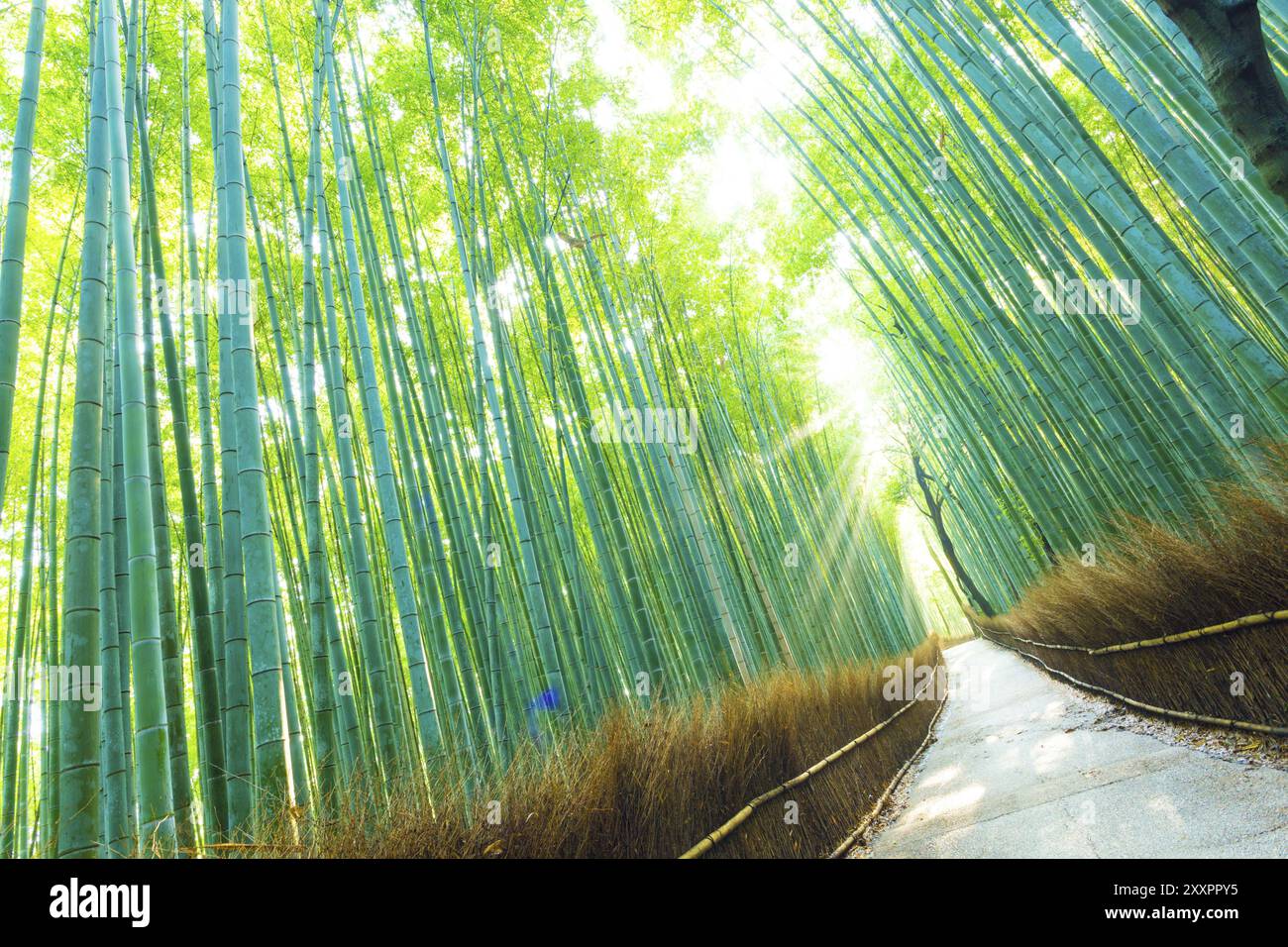 Morgen Sonne Gottes strahlen glänzen durch hohe Grüner Bambus Bäume auf einen leeren Pfad an arashiyama Bamboo Grove Wald in Kyoto, Japan. Geneigt Stockfoto