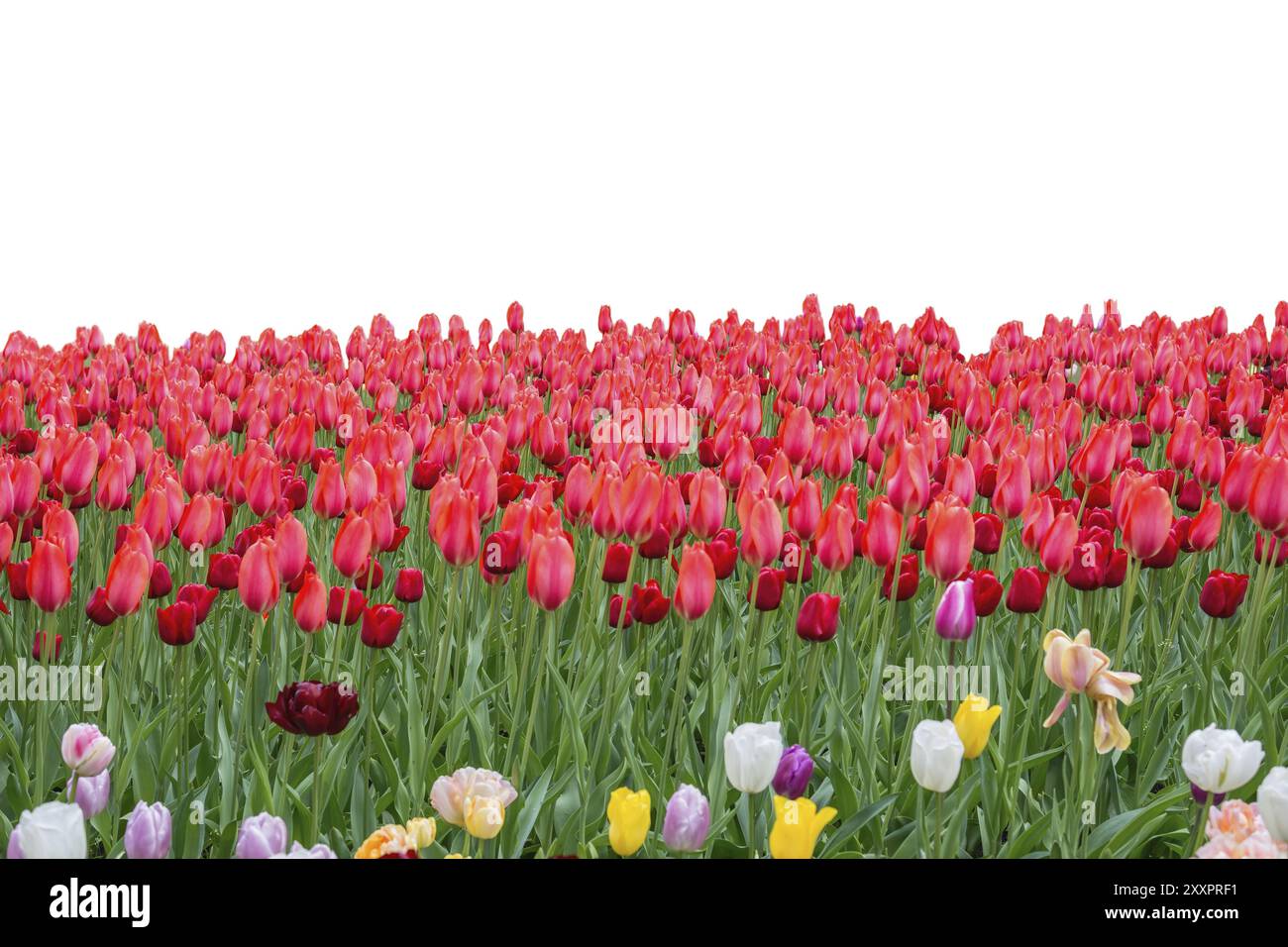 Frühlingskoloful Tulpenzwiebelfeld isoliert auf weißem Hintergrund Stockfoto