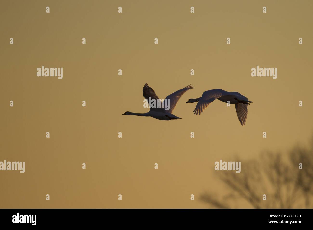 Schwäne im Morgenlicht, Schwäne im Morgenlicht Stockfoto