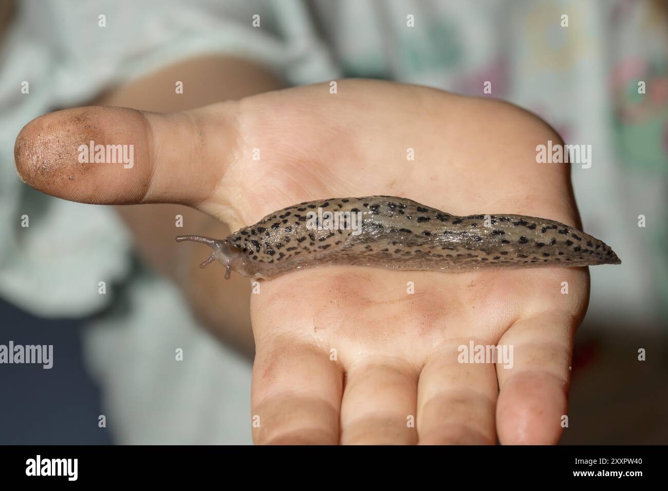 Ein Kind, das eine Schnecke in der Hand hält Stockfoto