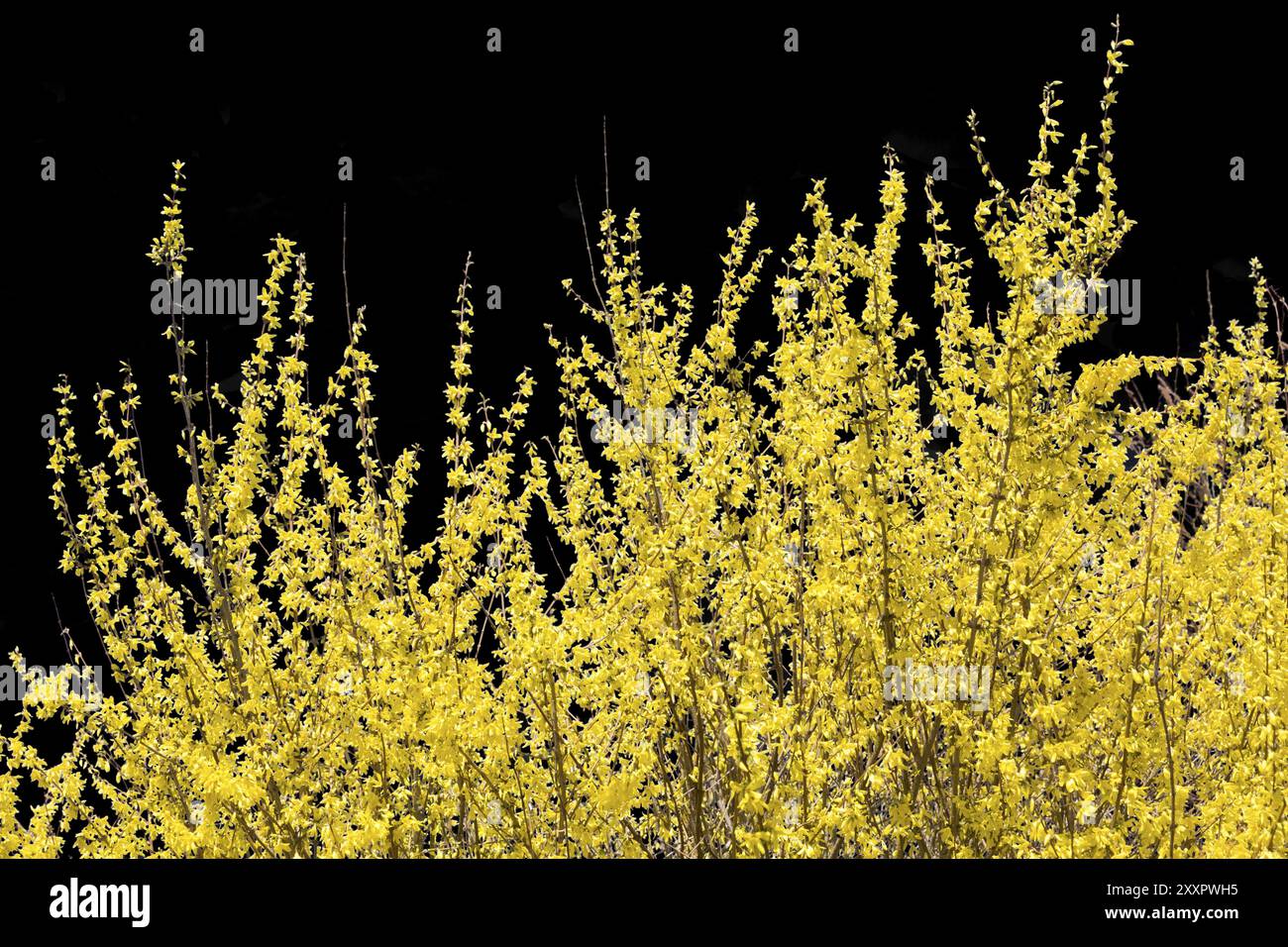 Forsythien auf schwarzem Hintergrund Stockfoto