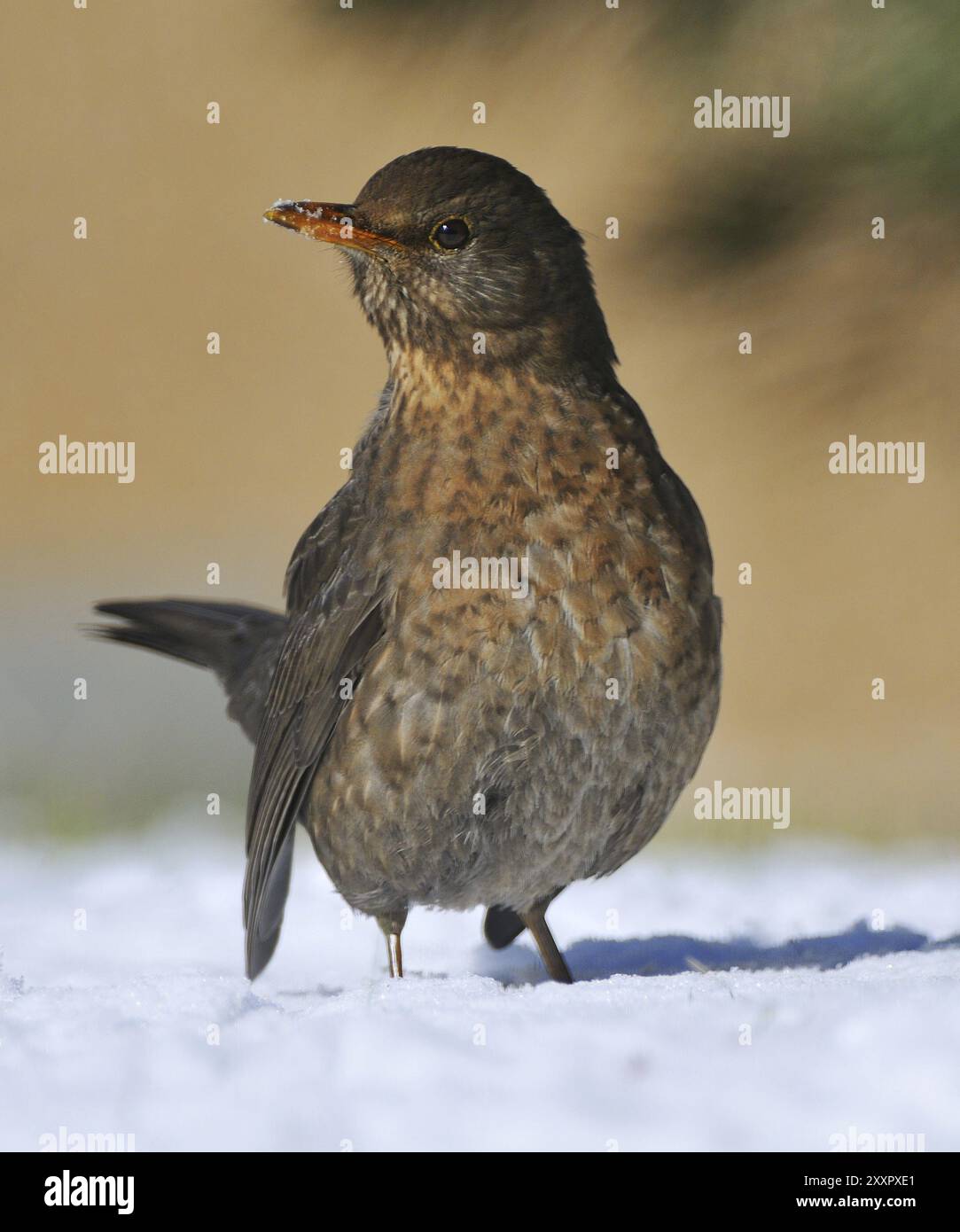 Gemeine Blackbird-Weibchen im Schnee Stockfoto