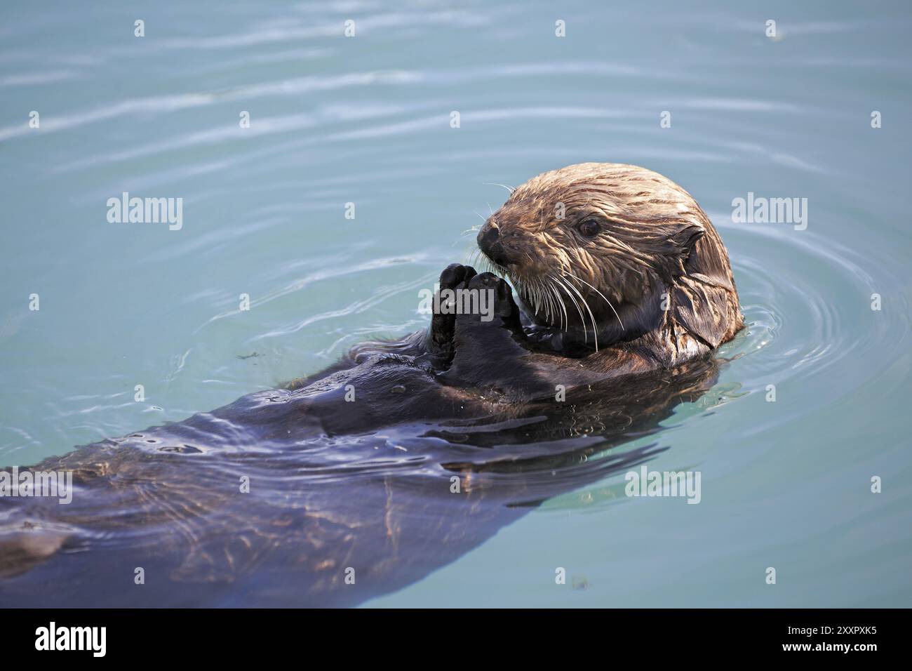 Seeotter füttern im Hafen von Seward in Alaska Stockfoto