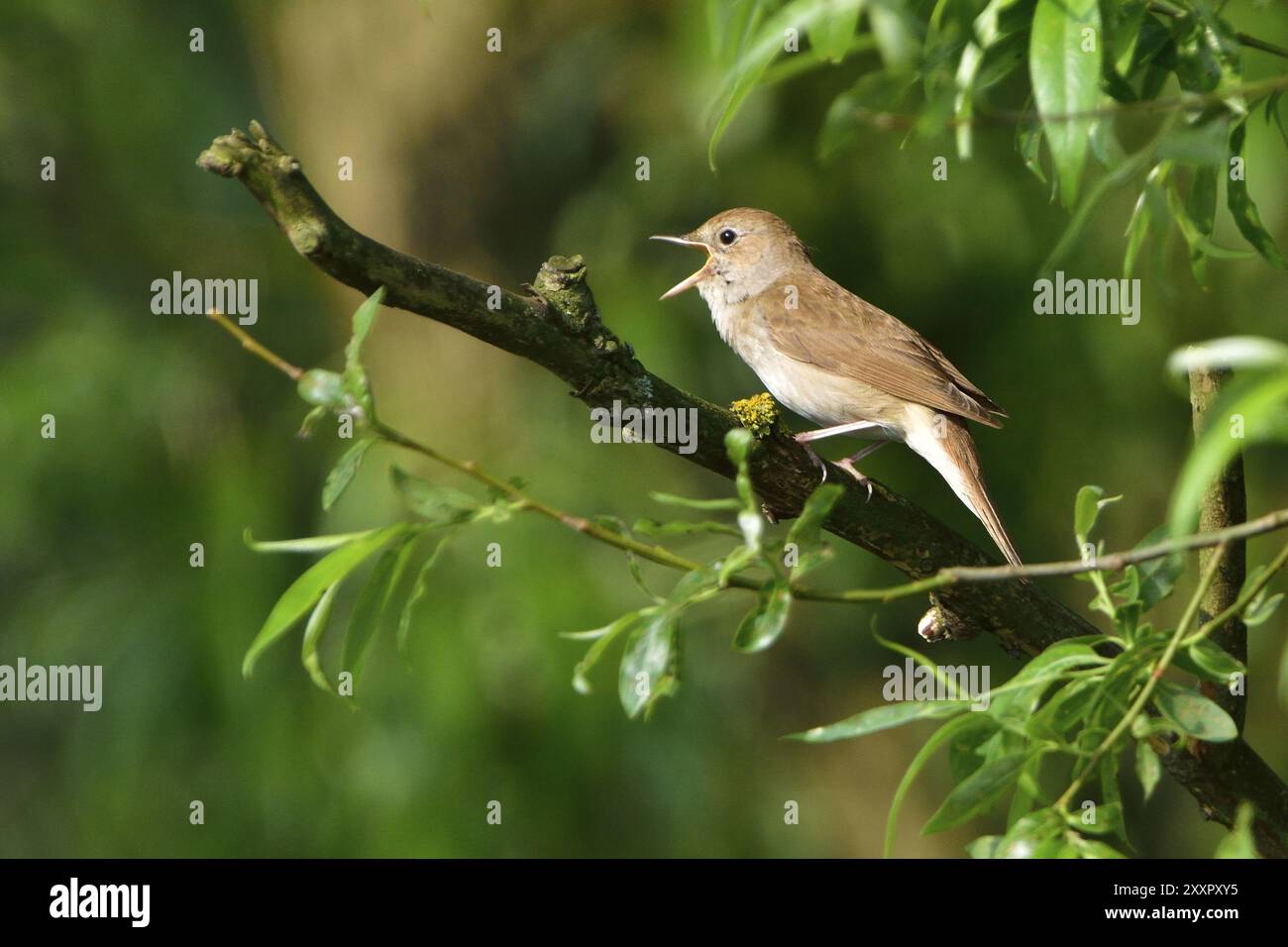 Soor-Nachtigall, Soor-Gesang am Morgen auf einem Baum. Soor am Morgen Stockfoto