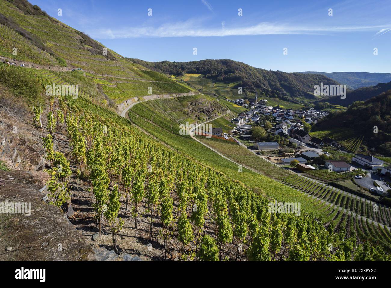 Wandern auf dem Rotweinweg im Ahrtal zwischen Altenahr und Ahrweiler in den Weinbergen an einem sonnigen Herbsttag Stockfoto