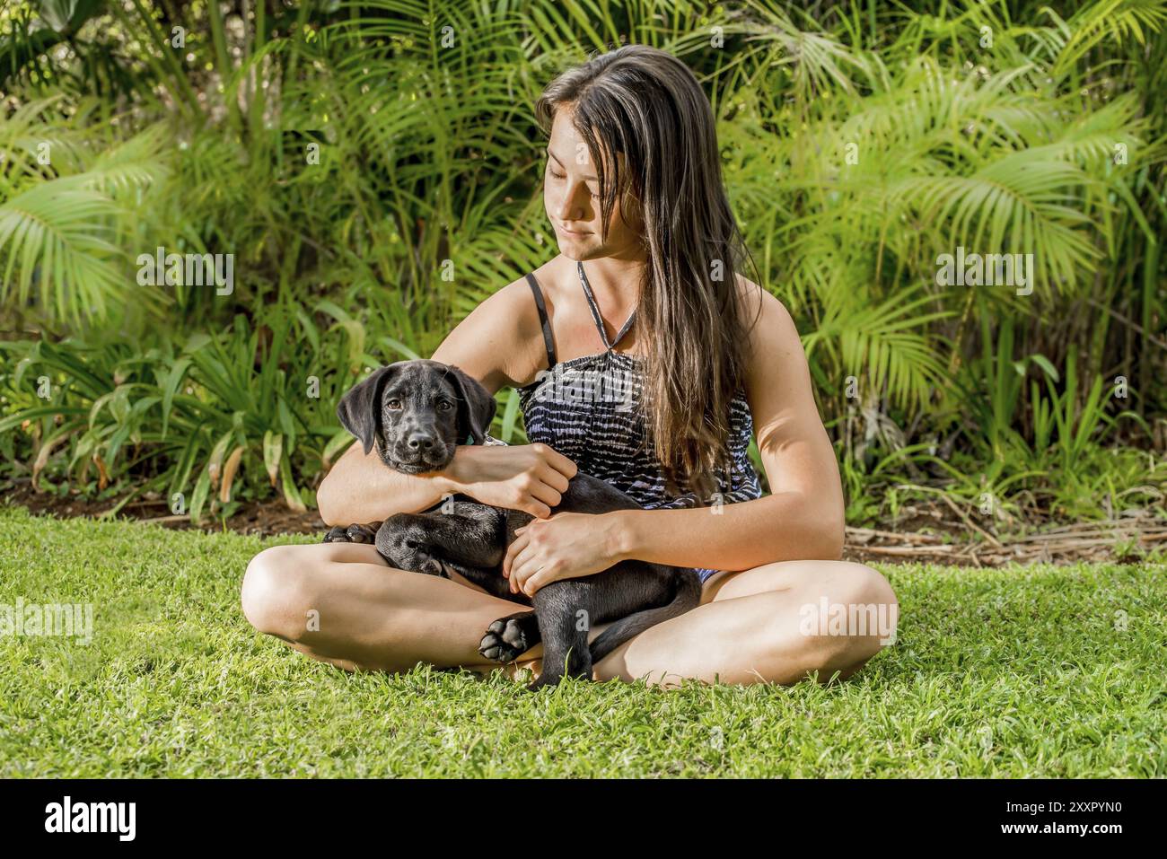 Ein Teenager spielt mit ihrem Labrador-Welpen draußen auf dem Rasen ihres Gartens Stockfoto