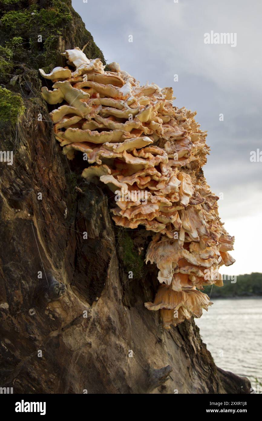 Baumpilz, Baumpilz Stockfoto