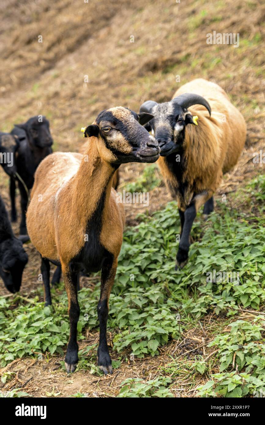 Zwei Kamerafahre (männlich und weiblich) stehen nebeneinander auf der Weide Stockfoto