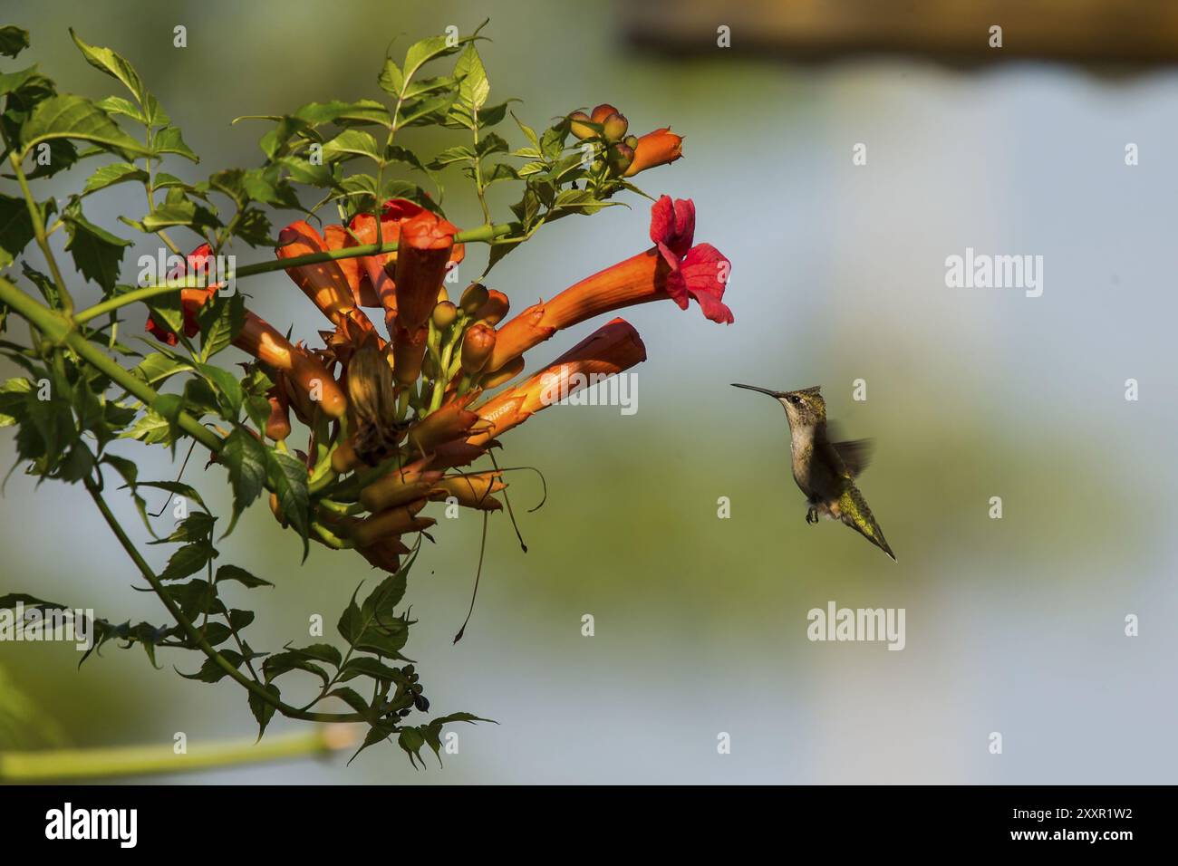 Ruby-throated Kolibri (Archilochus colubris) im Flug. Nektar von Blumen und blühenden Bäumen, sowie kleine Insekten und Spinnen sind sein Stockfoto