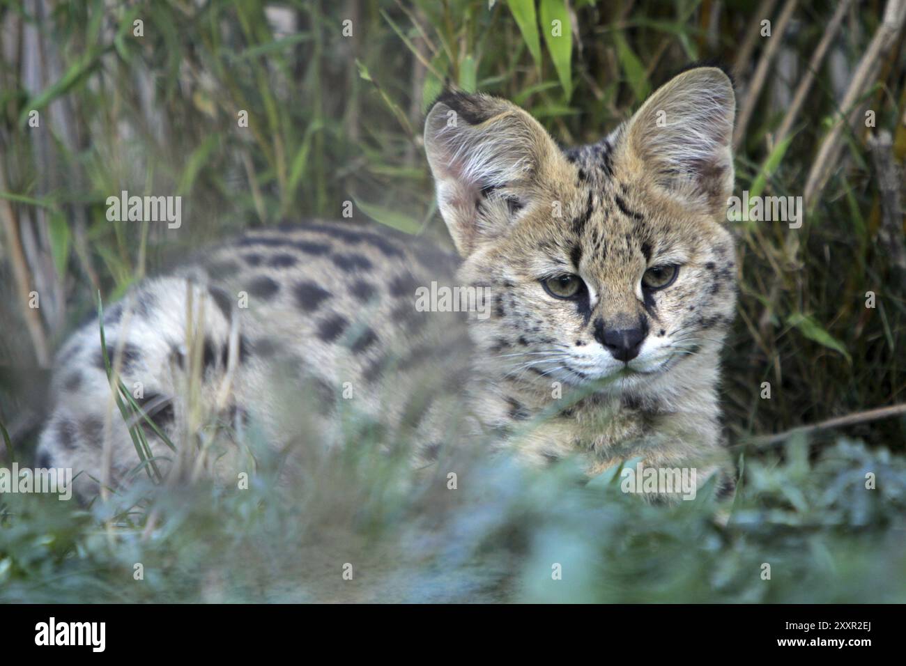 Serval Stockfoto