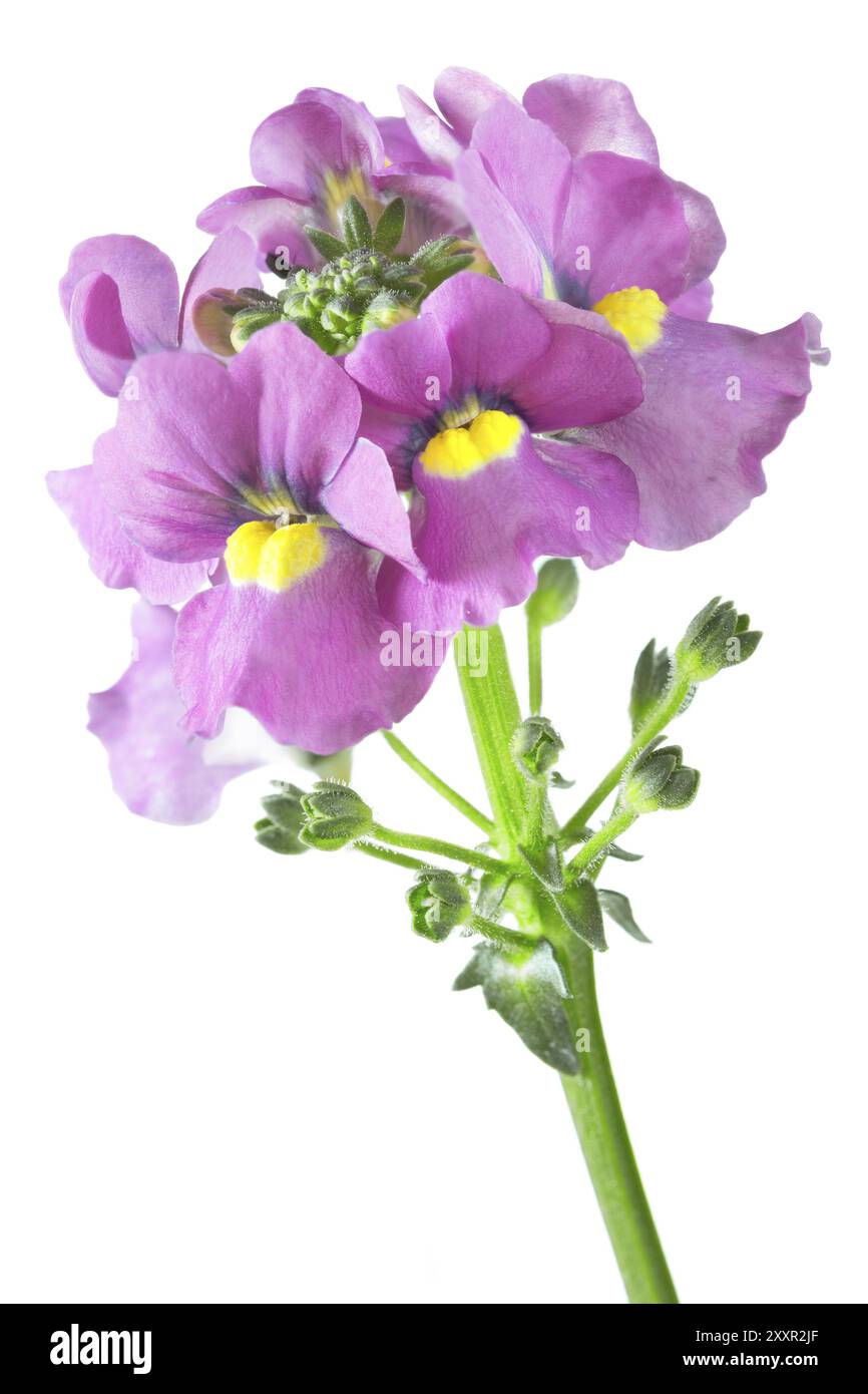 Beutel nemesia (Nemesia) auf weißem Hintergrund Stockfoto
