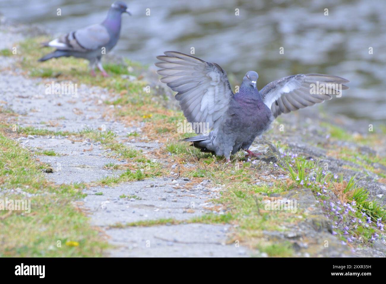 Rock Pigeon, Street Pigeon, Domestic Pigeon, Pigeon, Europa, Europäisch Stockfoto