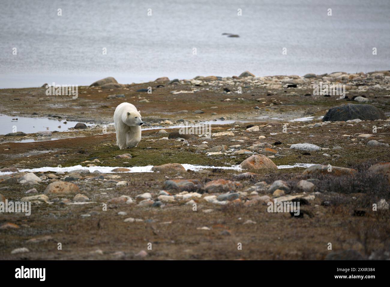 Ein Eisbär, der am Ufer der Hudson Bay nach Nahrung sucht Stockfoto