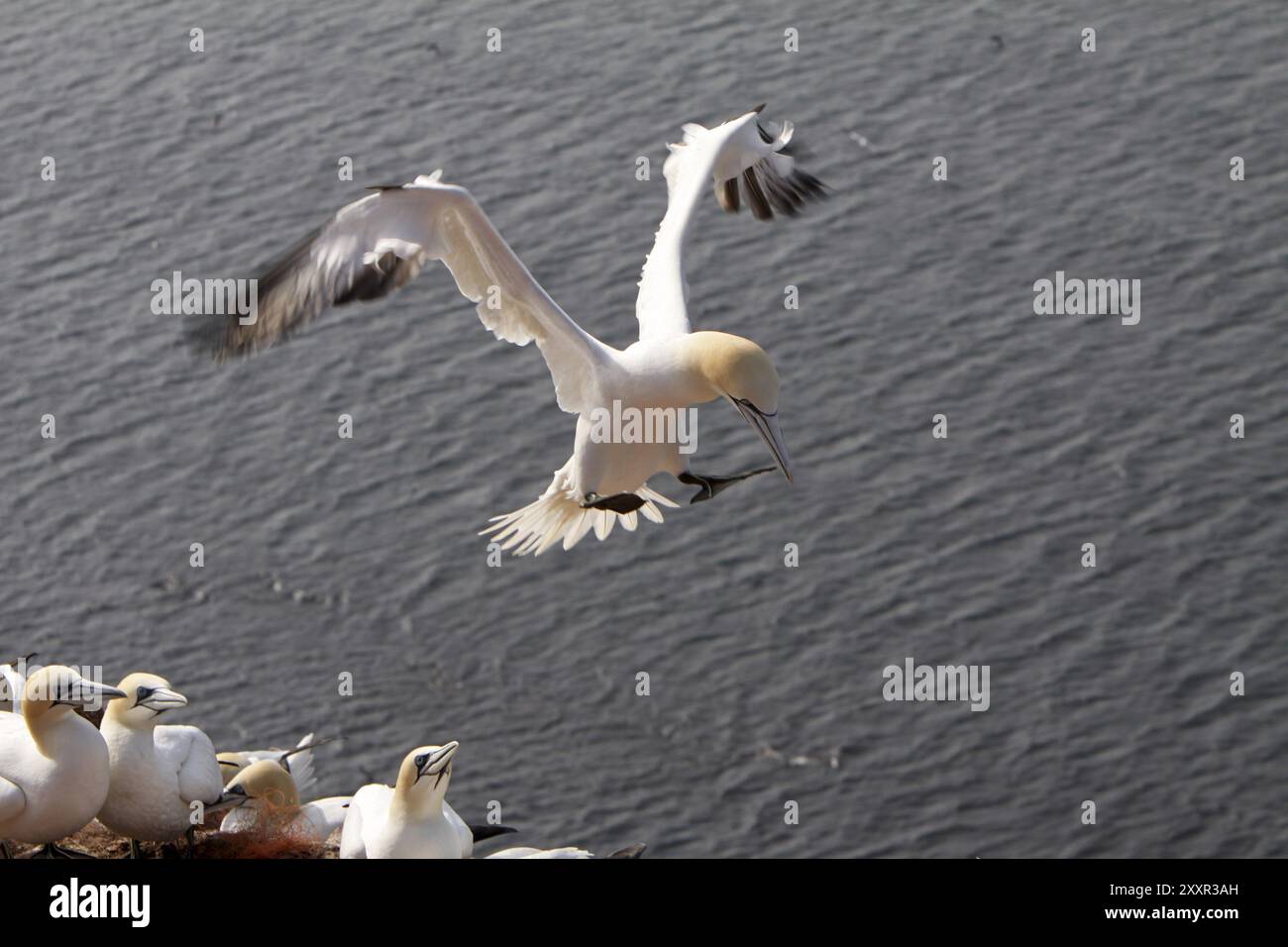 Tölpel auf der Vogelklippe auf Helgoland Stockfoto