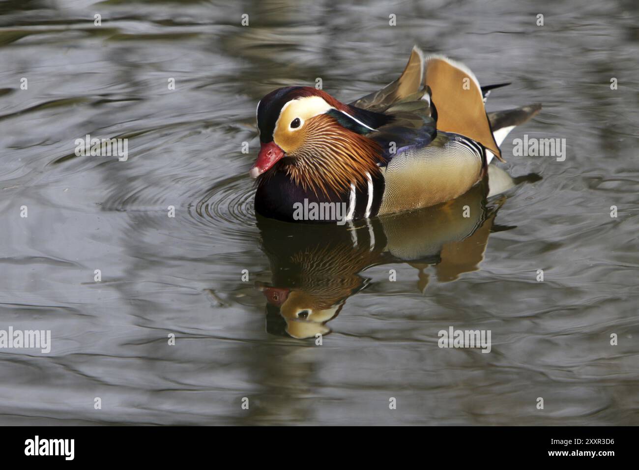 Mandarinente (drake) Stockfoto