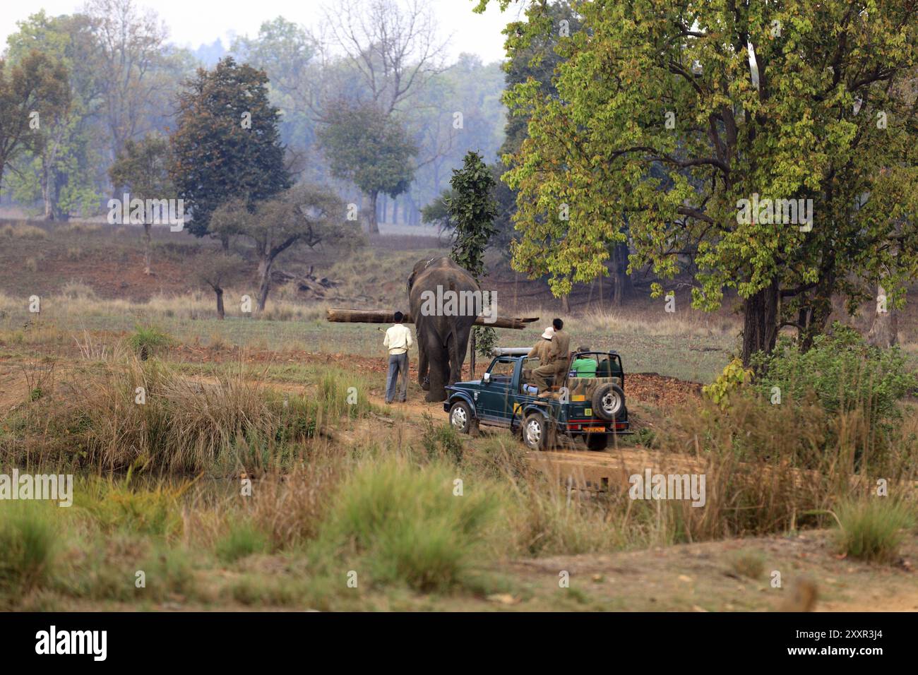 Der arbeitende Elefant im Kanha-Nationalpark in Indien Stockfoto