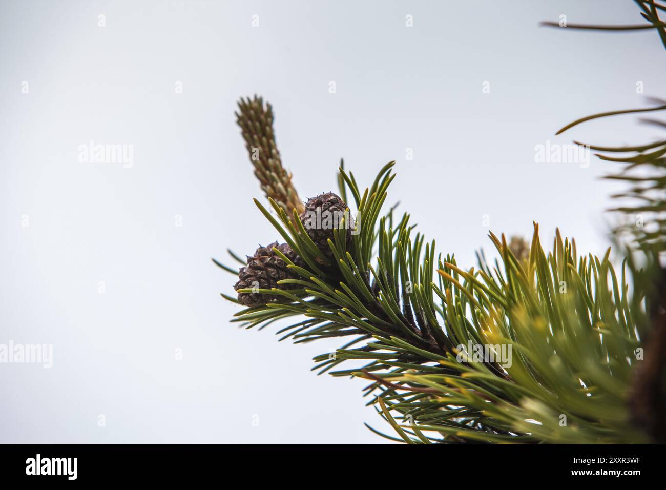 Zweig eines Tannenbaums Stockfoto