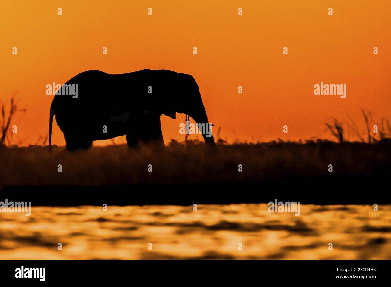 Ein Elefant steht und ernährt sich während des Sonnenuntergangs auf der Insel Sidudu im Chobe River, nur sein Profil ist in der Silhouette eines Säuglings mit roten Orangen sichtbar Stockfoto