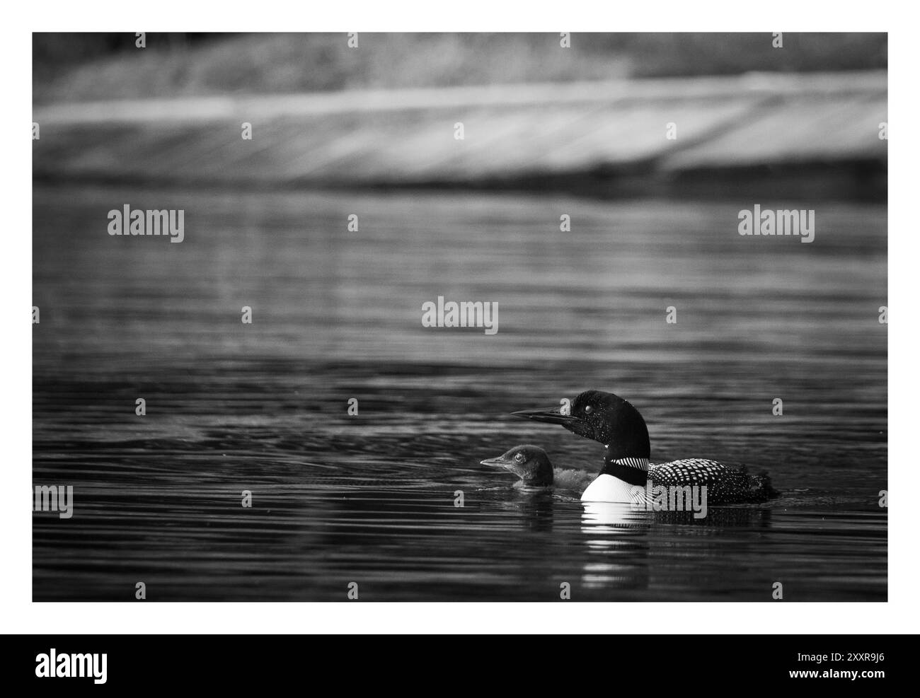 Seetaucher und ein junges Küken schwimmen in einer kleinen Bucht mit einem Felsvorsprung im Hintergrund, Muskoka Lake, Ontario, Kanada Stockfoto