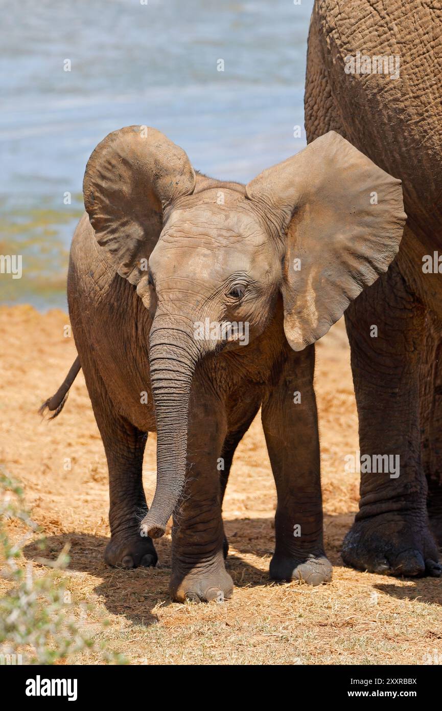 Ein niedliches Baby afrikanischer Elefant (Loxodonta Africana), Addo Elephant National Park, Südafrika Stockfoto