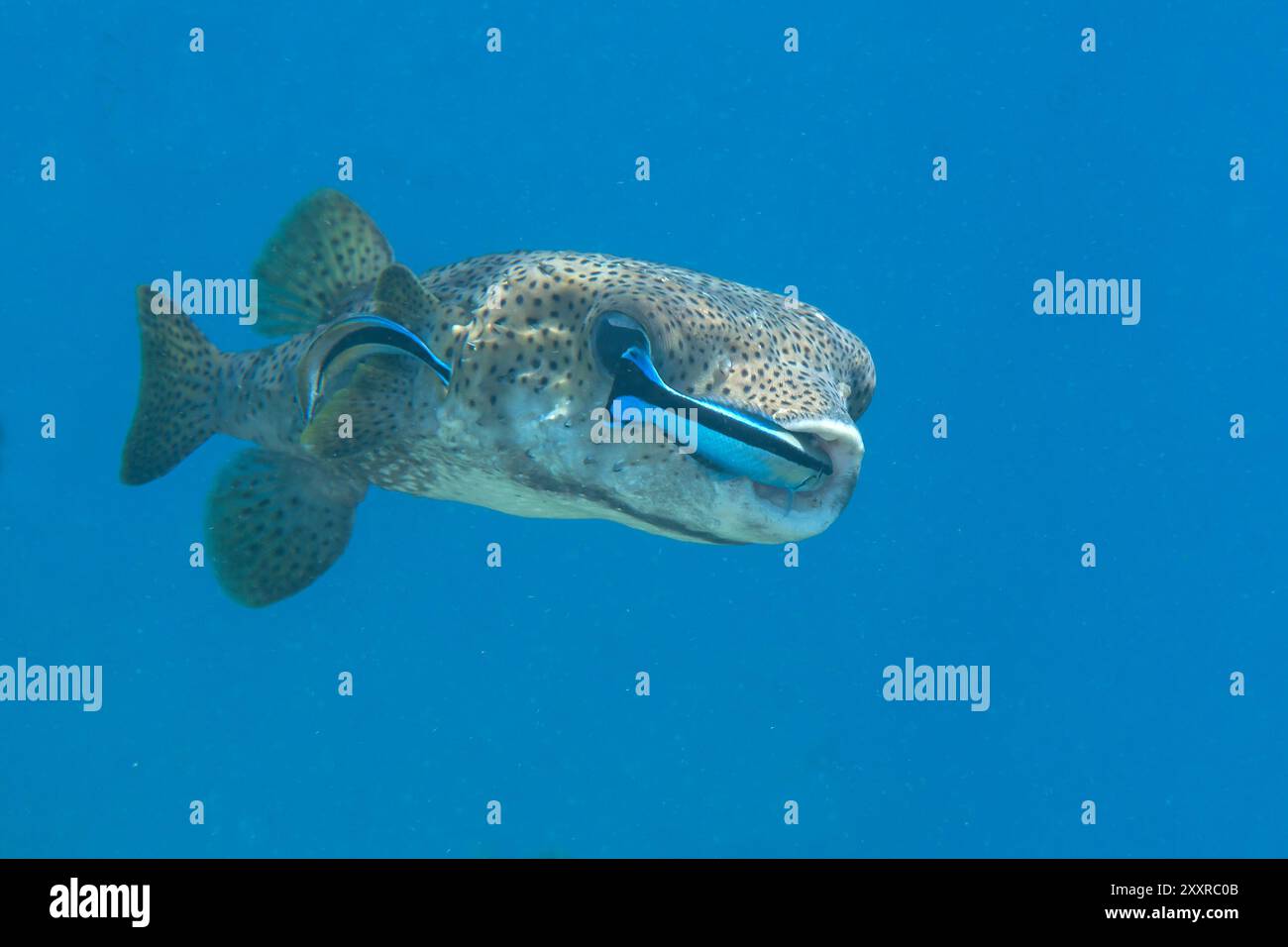 Stachelpufferfisch wird von Putzfisch in der Reinigungsstation auf Bali, Indonesien gereinigt Stockfoto