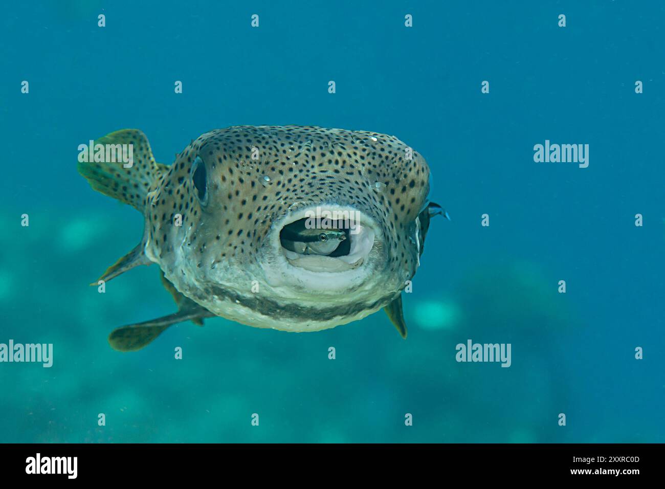 Stachelpufferfisch wird von Putzfisch in der Reinigungsstation auf Bali, Indonesien gereinigt Stockfoto