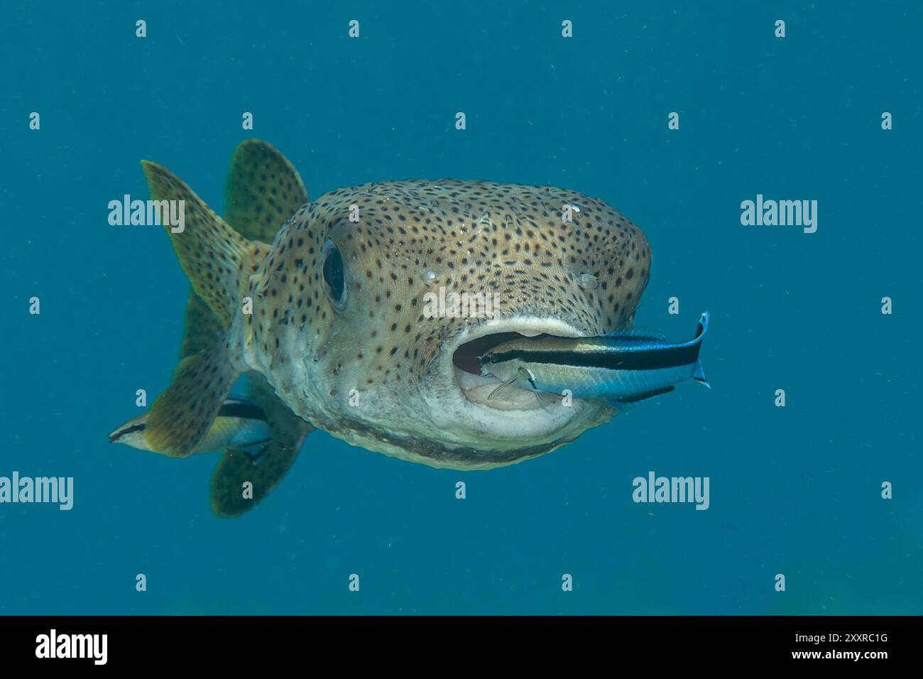 Stachelpufferfisch wird von Putzfisch in der Reinigungsstation auf Bali, Indonesien gereinigt Stockfoto