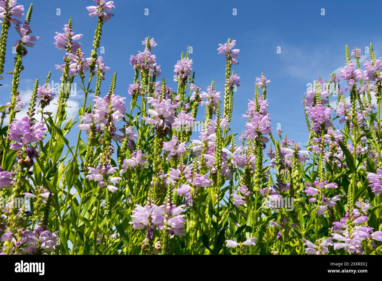 Weiße Lavendelfarbe gehorsame Pflanze Löwen Herz Drachenkopf, Physostegia virginiana 'Rosakonigin' Physostegia Blumen falsche Drachenkopf August Pflanzen Stockfoto